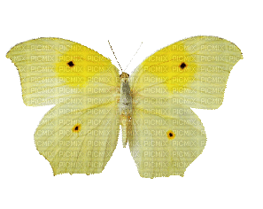 butterflies katrin - Kostenlose animierte GIFs