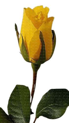 Fleur - nemokama png