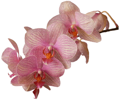 орхидея - ücretsiz png