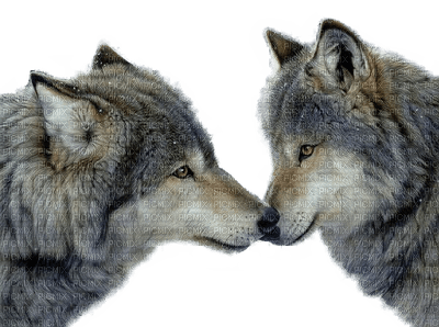 Kaz_Creations Animals Wolves - nemokama png