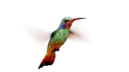 hummingbird - Zdarma animovaný GIF