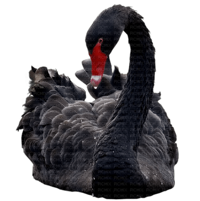 Kaz_Creations Animals  Birds Bird Swans - zdarma png