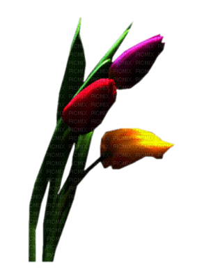 tulipe - PNG gratuit