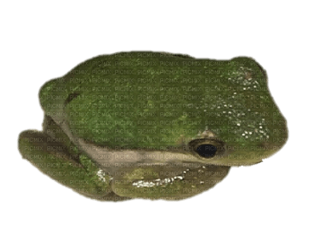 olive frog sleepy - png gratuito