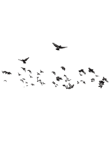 Птица - Besplatni animirani GIF