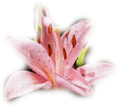 patymirabelle fleurs - Free PNG