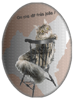 chat sur une chaise - Бесплатный анимированный гифка
