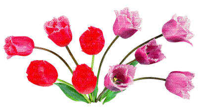 тюльпаны - nemokama png