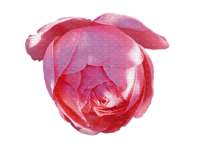 ruusu, rose, kukka, fleur, flower - 無料png