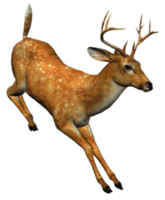 cerf - δωρεάν png
