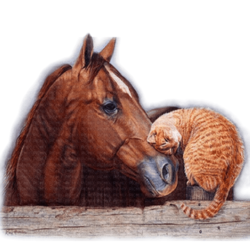 caballo  gato dubravka4 - PNG gratuit