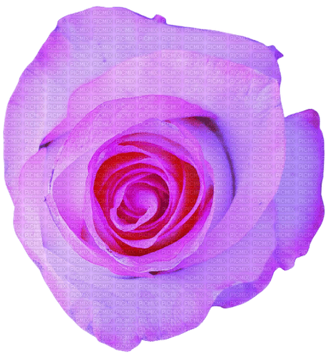 pink rose - фрее пнг