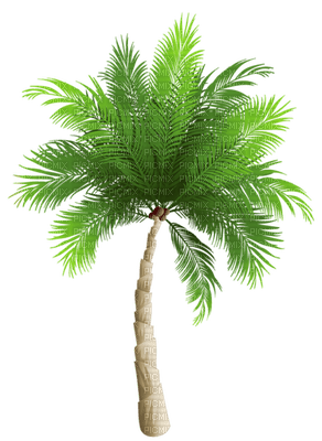 Palmtree - фрее пнг
