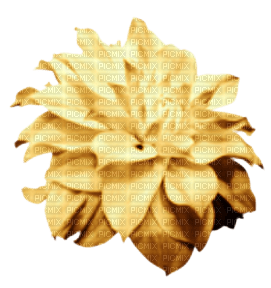 blomma-gul---flower-yellow - δωρεάν png