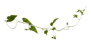 green leaves - nemokama png
