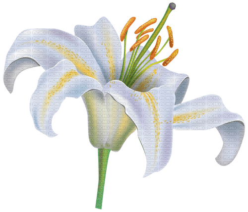 Lily Flower - zdarma png