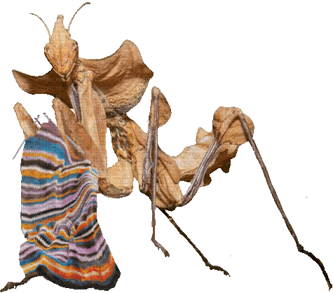 devil flower mantis - Animovaný GIF zadarmo