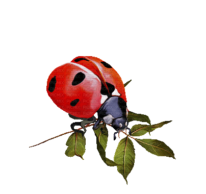Ladybug.Coccinelle.Red.gif.Victoriabea - Nemokamas animacinis gif