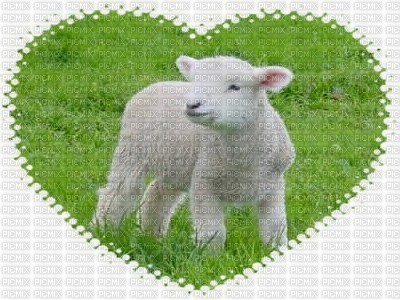 mouton - darmowe png