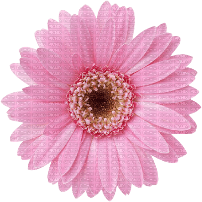 pink flower Bb2 - png gratis