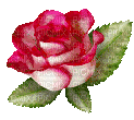 Rose pink - Gratis animeret GIF