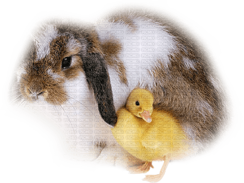 gala animals rabbit - 無料png