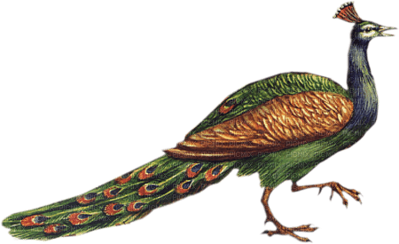 peacock png tube autumn - png gratuito