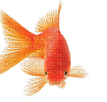 Gold fish - Nowruz - Бесплатный анимированный гифка