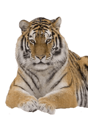 VanessaVallo _crea-tiger sit 3 - Free PNG