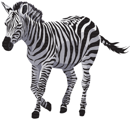 zebre - фрее пнг