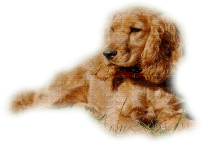 patymirabelle chien - Free PNG