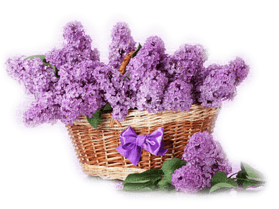 violeta - png grátis