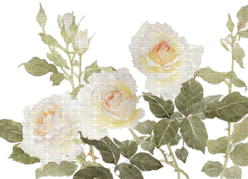 white roses - darmowe png