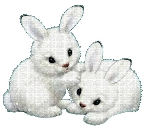nbl-rabbit - Nemokamas animacinis gif