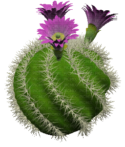 kwiaty - Nemokamas animacinis gif