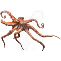 octopus - 無料png