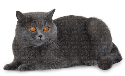 Kaz_Creations  Cat Kitten - PNG gratuit