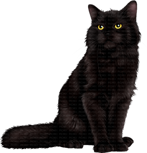 Cat.Black - nemokama png