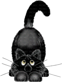 Halloween black cat - GIF animé gratuit