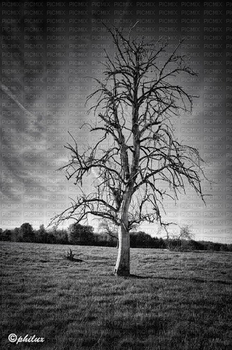 arbre mort - besplatni png