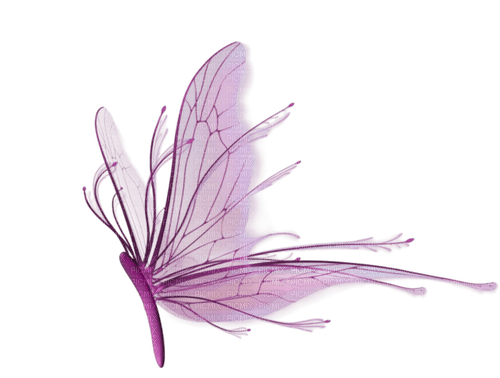 butterfly papillon schmetterling - Free PNG
