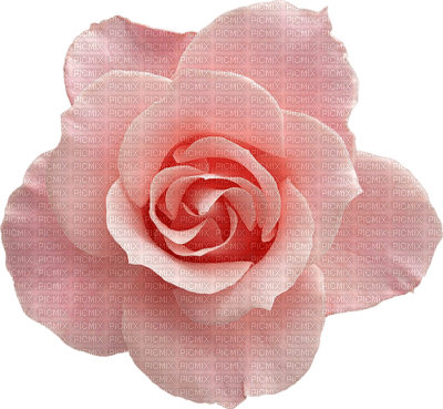 Roses dm19 - png grátis