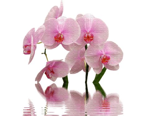 Orchidee - png gratuito