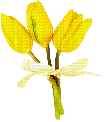Tulips.Bow.Yellow - besplatni png