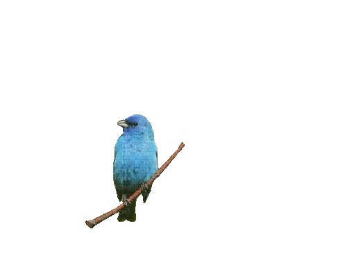 bird - Free animated GIF