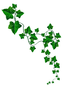 Ivy green plant deco - nemokama png
