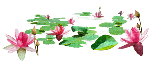 Lotus leaves - gratis png