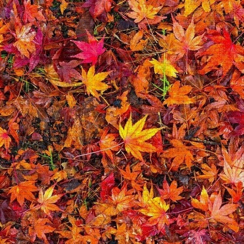 Autumn Leaves - zadarmo png