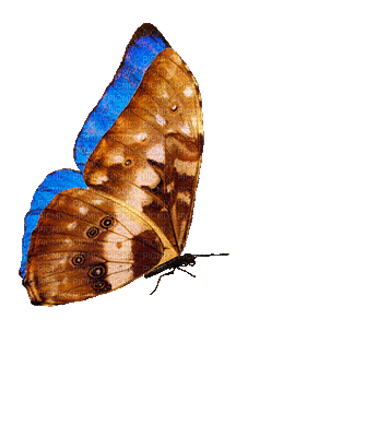 papillon - Безплатен анимиран GIF