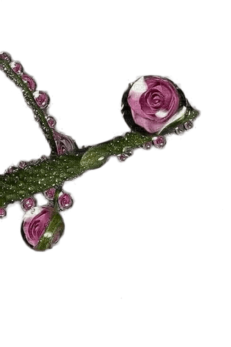 rose violette.Cheyenne63 - png ฟรี